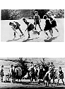 Barlow62.jpg