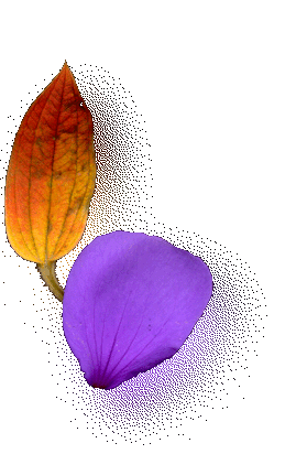 Orange &nd Purple