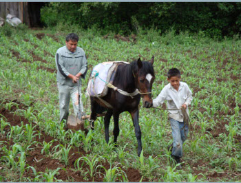  Ignacio and son ploughing with their horse. 6/23/09