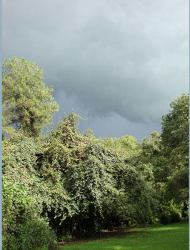  ...and here comes the rain. Thankfully since this is the second driest rainy season in 58 yrs.