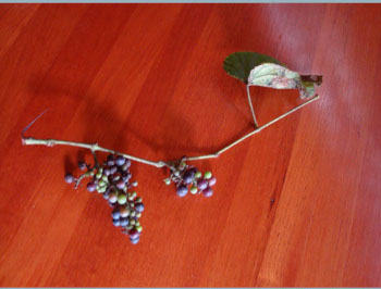  the local wild grapes.