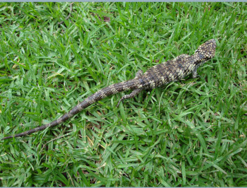  and the local wild...   what is it, anyway?!?!