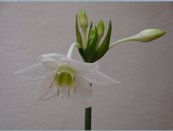  Eugenia's exquisite bloom.