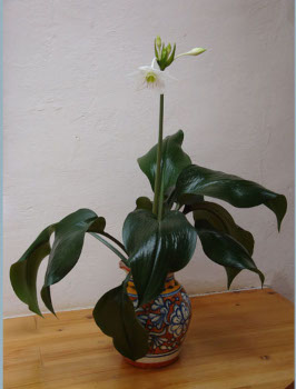  Exquisite bloom 2.