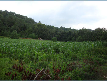  The cornfield. &nbsp; 2/8/09