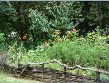  A few flowers.