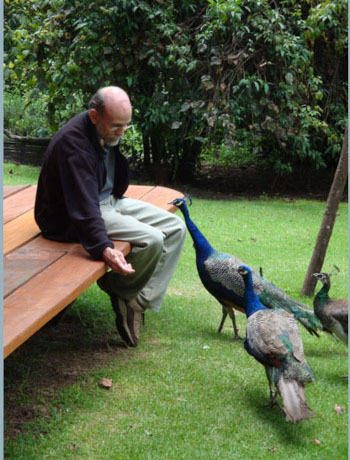  Feeding the peacocks a bit of dry dog food.