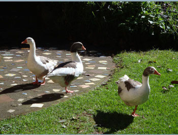  The geese.