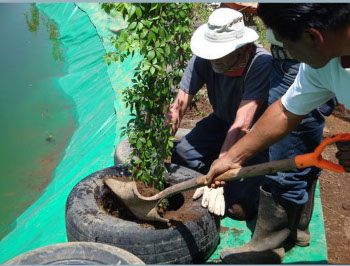  Planting in used tires around the new pond.