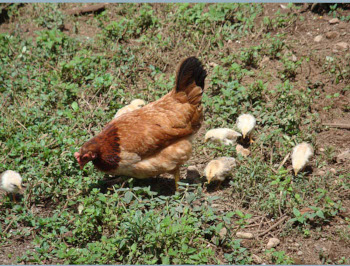  Ma and chicks.