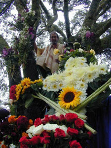 Infloraci&oacute;n del Arbol - octubre 2002