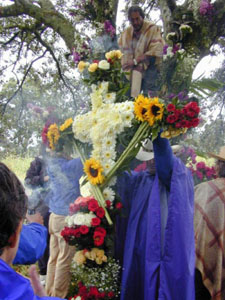 Infloraci&oacute;n del Arbol - octubre 2002