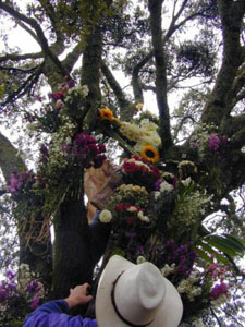 Infloraci&oacute;n del Arbol - octubre 2002