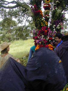 Infloraci&oacute;n del Arbol - octubre 2002