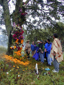Infloraci&oacute;n del Arbol - octubre 2002