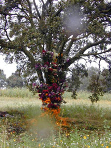 Infloraci&oacute;n del Arbol - octubre 2002